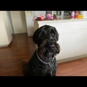 Meet your Posher, Alana